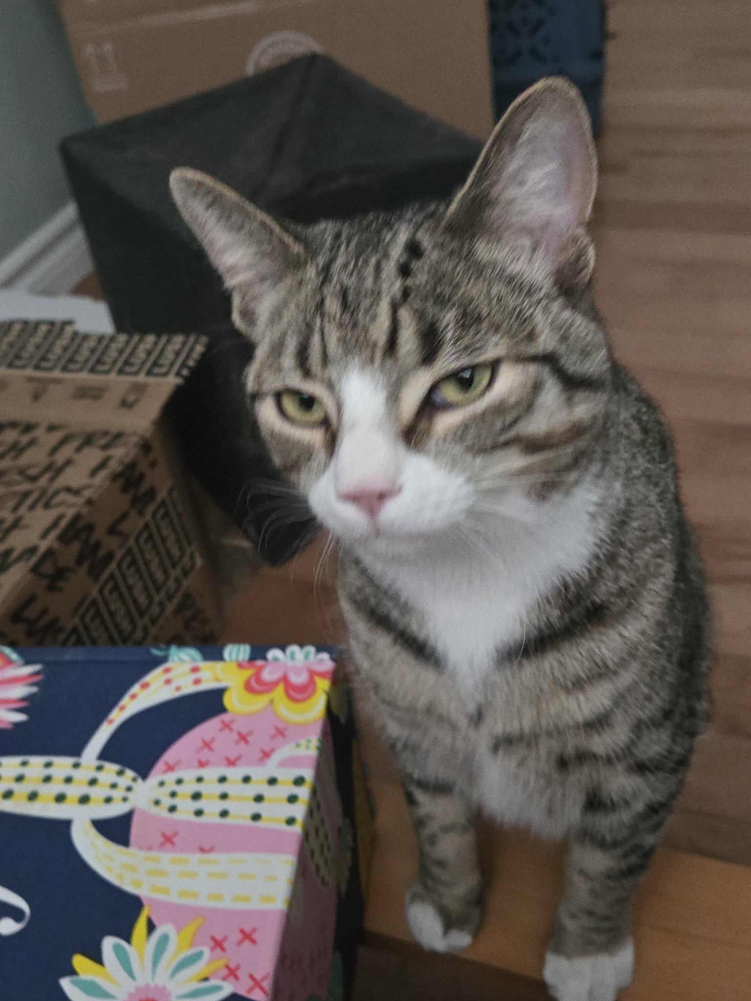 Ash, a ADOPTABLE Domestic Short Hair in Hamilton, ON image 1/4