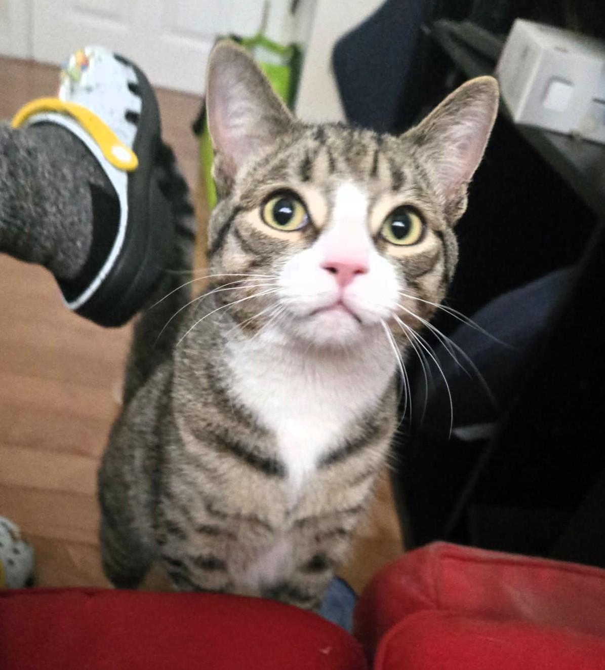 Ash, a ADOPTABLE Domestic Short Hair in Hamilton, ON image 2/4