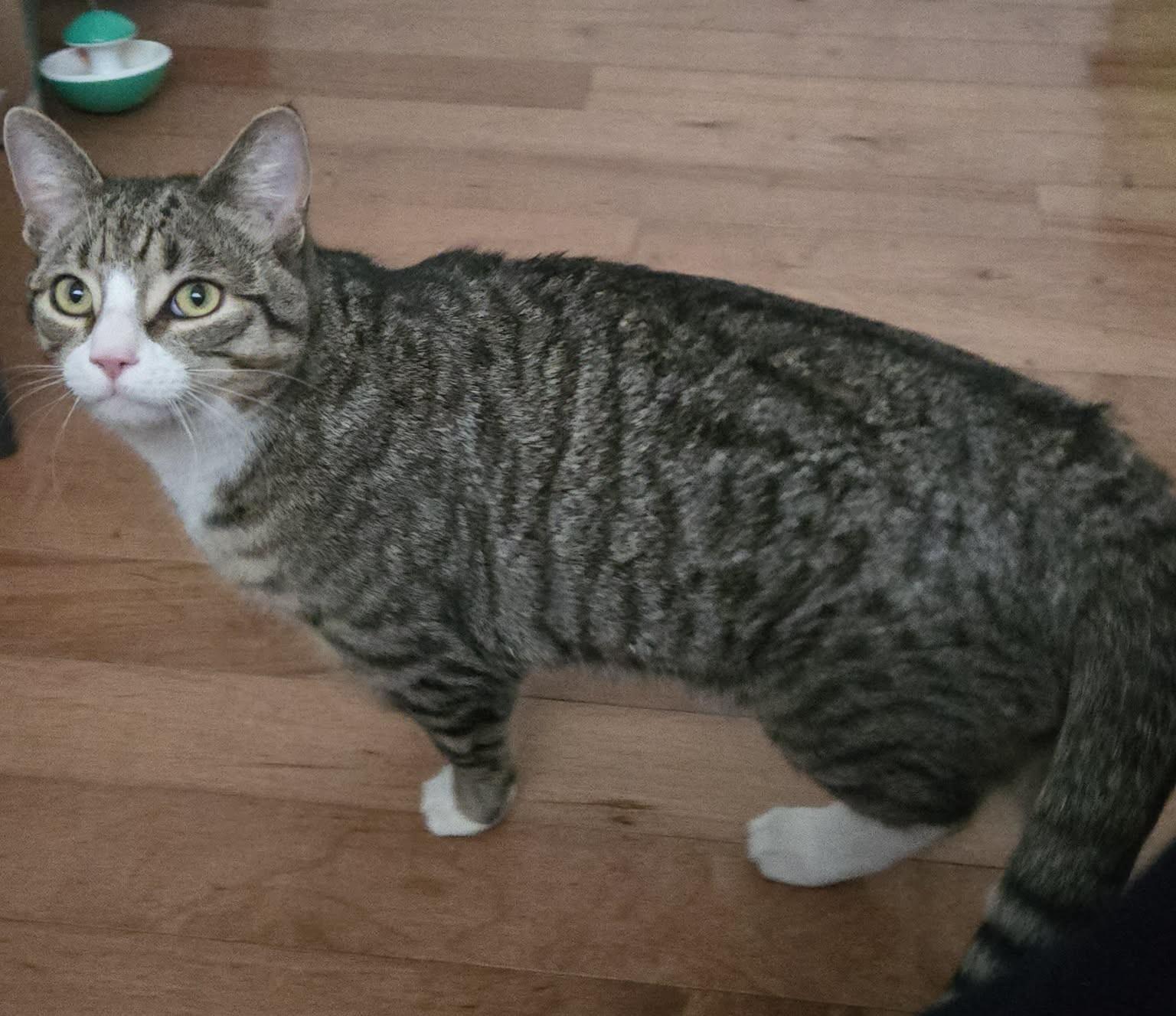 Ash, a ADOPTABLE Domestic Short Hair in Hamilton, ON image 3/4