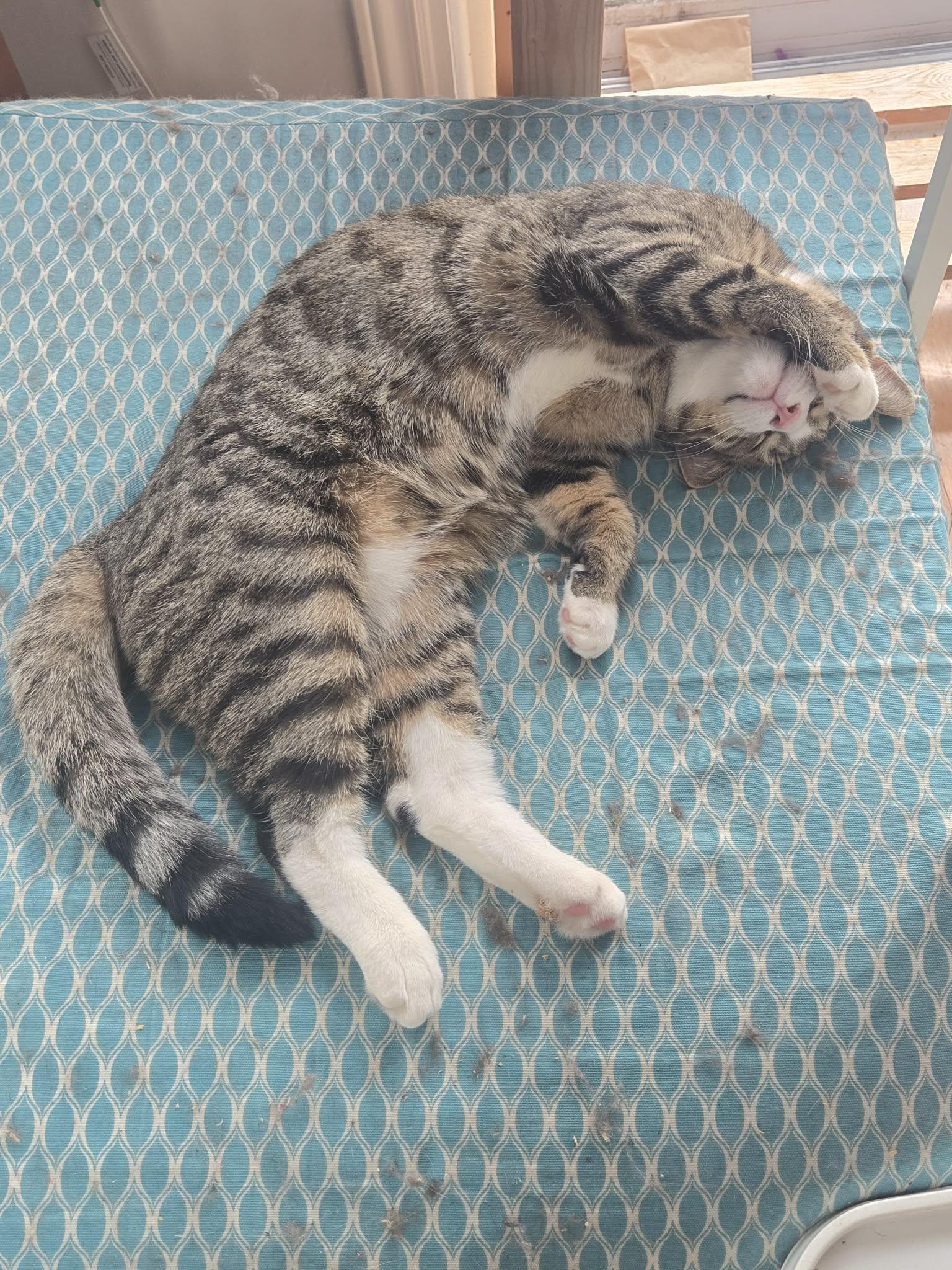 Enlarge Ash, a ADOPTABLE Domestic Short Hair in Hamilton, ON image 1/5