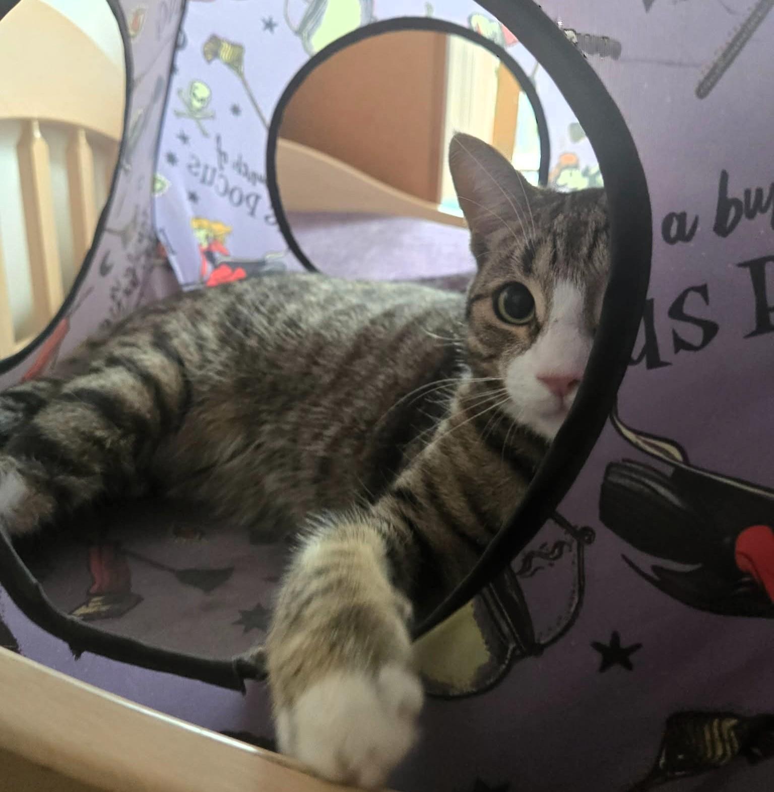 Enlarge Ash, an adopted Domestic Short Hair in Hamilton, ON image 5/5