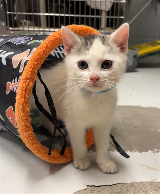 WYLIE, Adoptable, Kitten Male Domestic Short Hair.