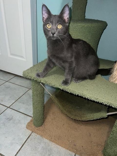 Enlarge Gains (bonded to Ames, I will purr from sunup to sundown - Siamese mix), a Adoptable mixed breed in Bedminster, NJ image 1/5