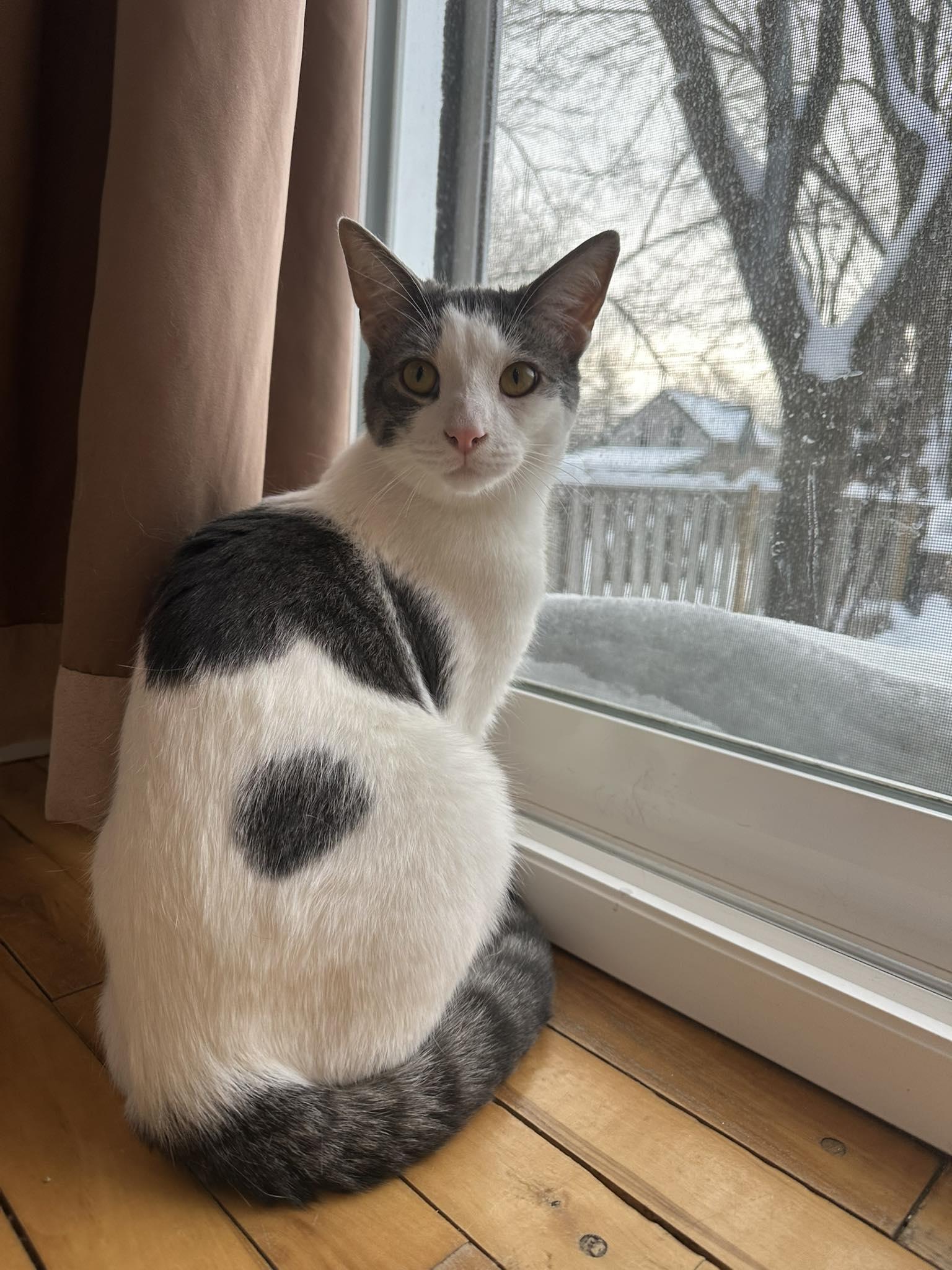 Harrington, Adoptable, Young Male Domestic Short Hair.