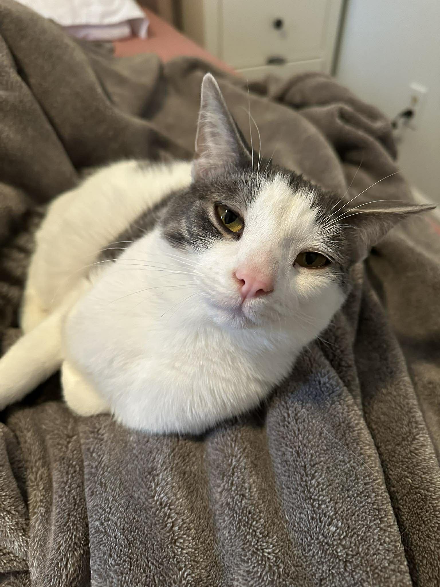 Enlarge Harrington, a Adoptable Domestic Short Hair in Shakespeare, ON image 5/6