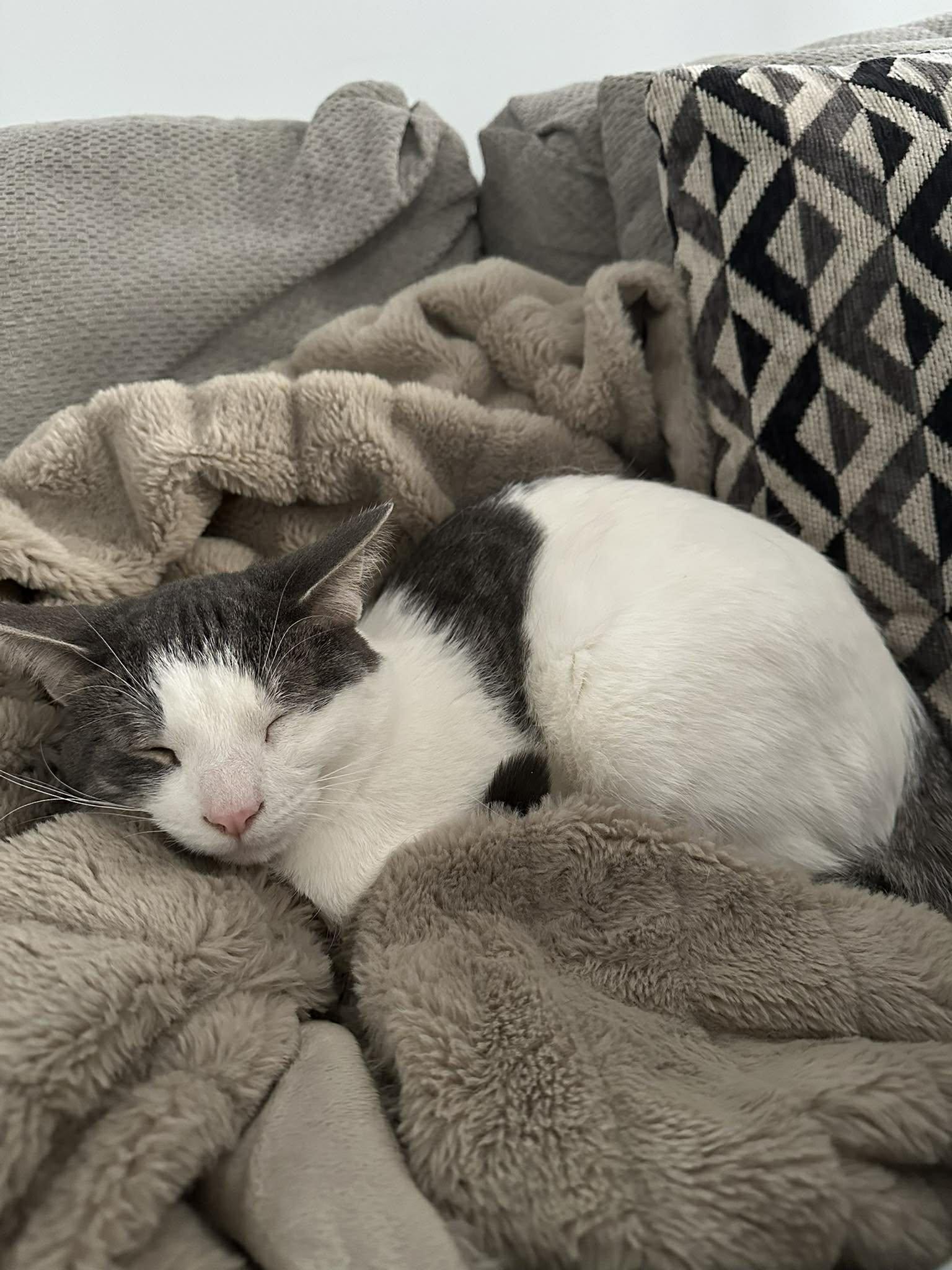 Enlarge Harrington, a Adoptable Domestic Short Hair in Shakespeare, ON image 6/6