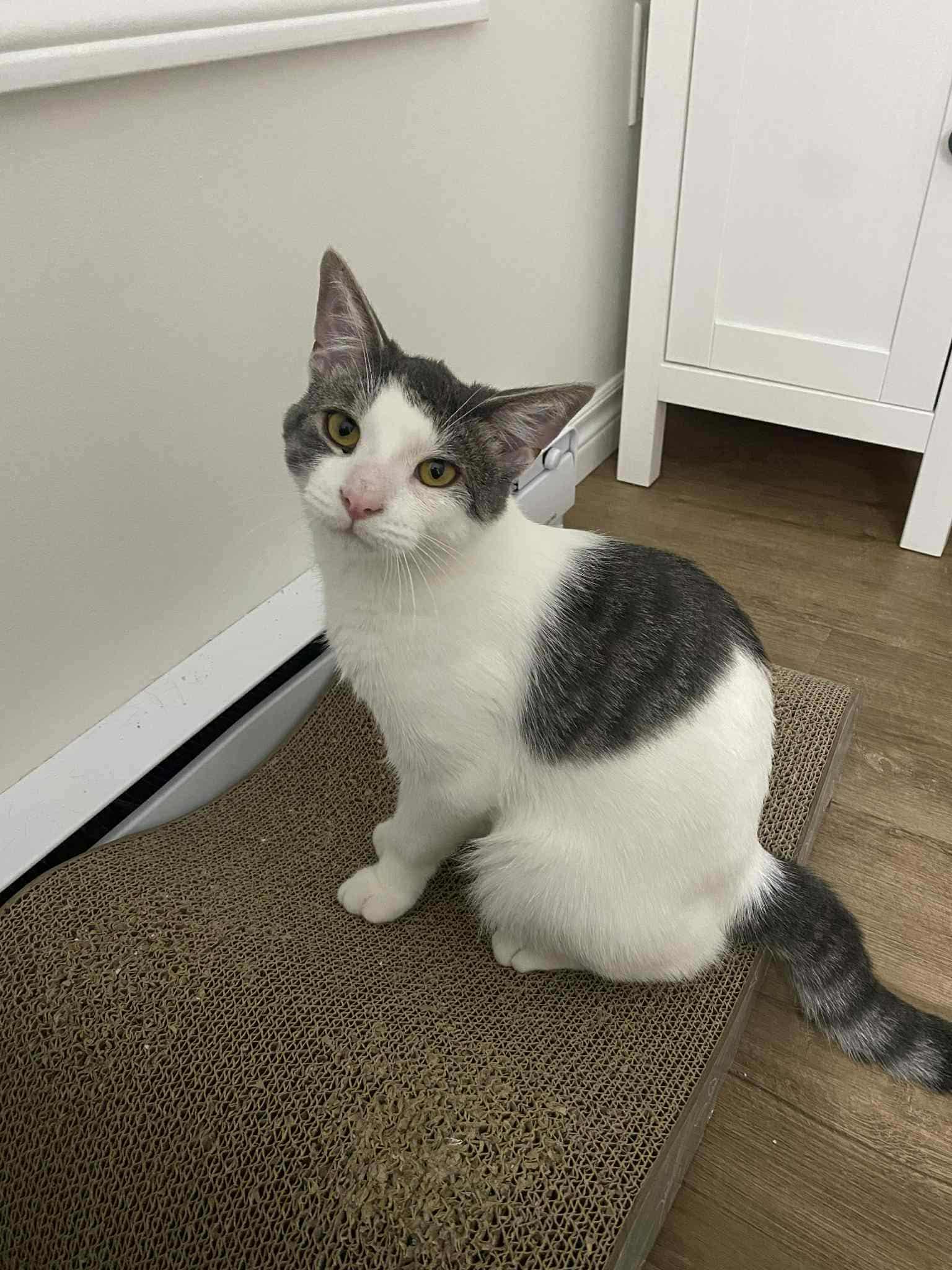 Harrington, a Adoptable Domestic Short Hair in Shakespeare, ON image 2/4