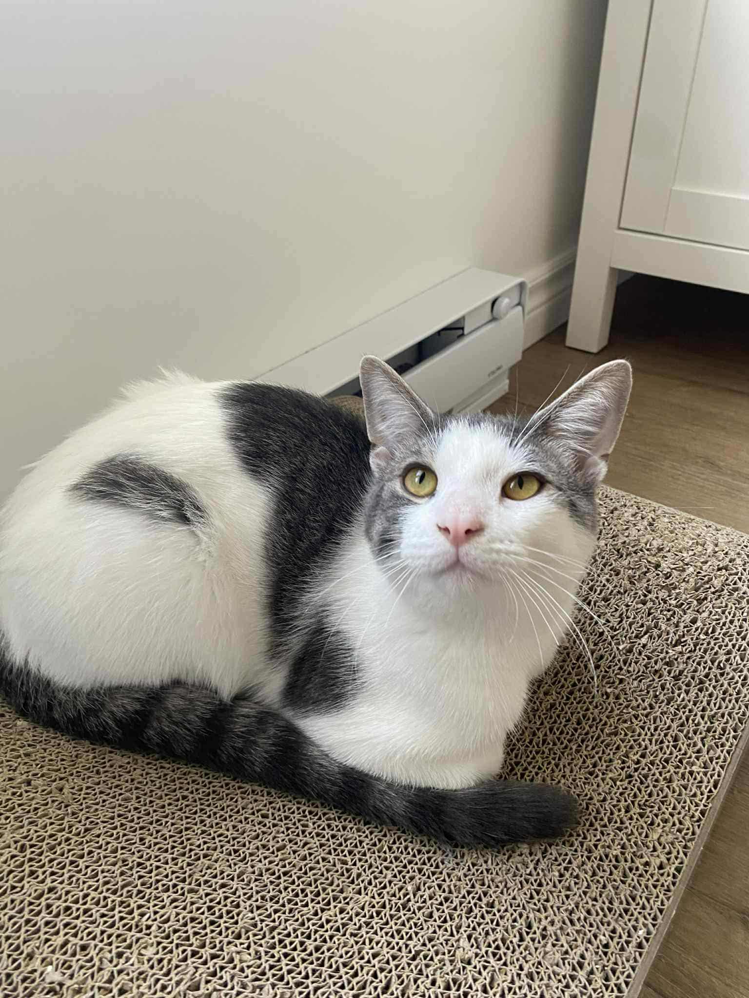 Harrington, Adoptable, Young Male Domestic Short Hair.