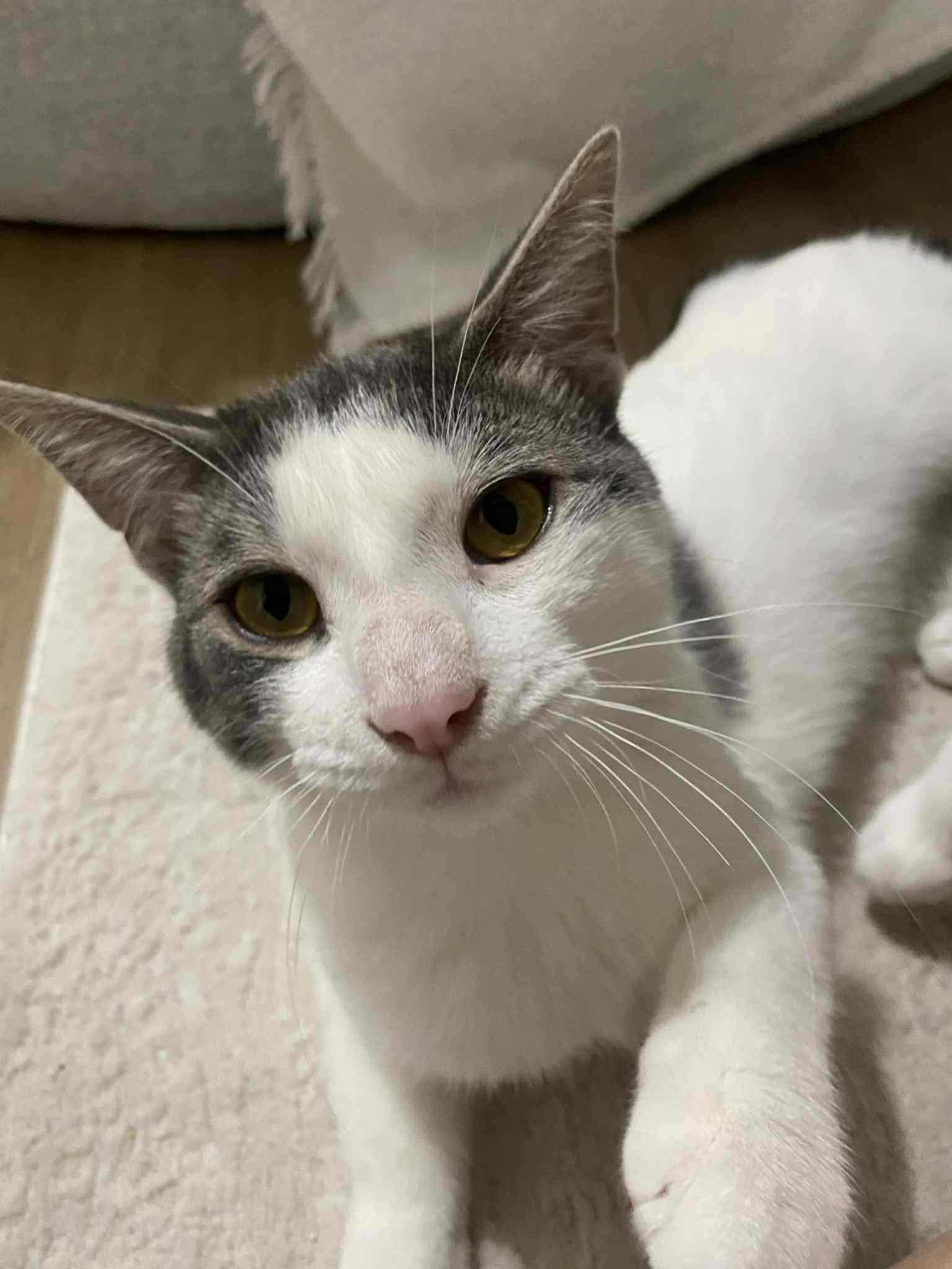 Harrington, a Adoptable Domestic Short Hair in Shakespeare, ON image 4/4