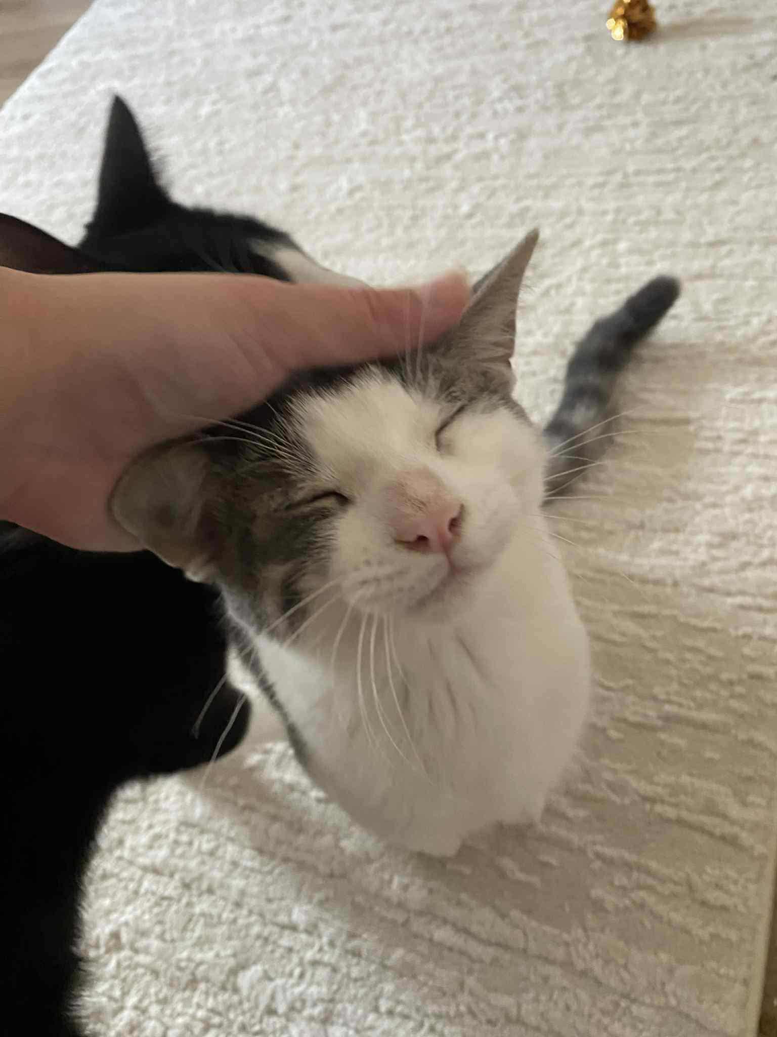 Harrington, a Adoptable Domestic Short Hair in Shakespeare, ON image 3/4