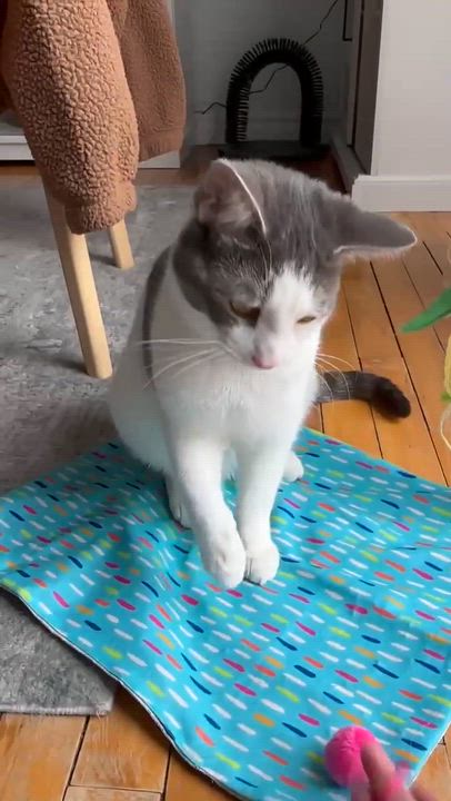 Enlarge Harrington, a Adoptable Domestic Short Hair in Shakespeare, ON video 3/6