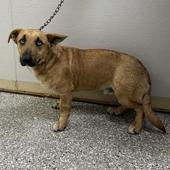 Enlarge Judd, a ADOPTABLE mixed breed in Defuniak Springs, FL image 1/1