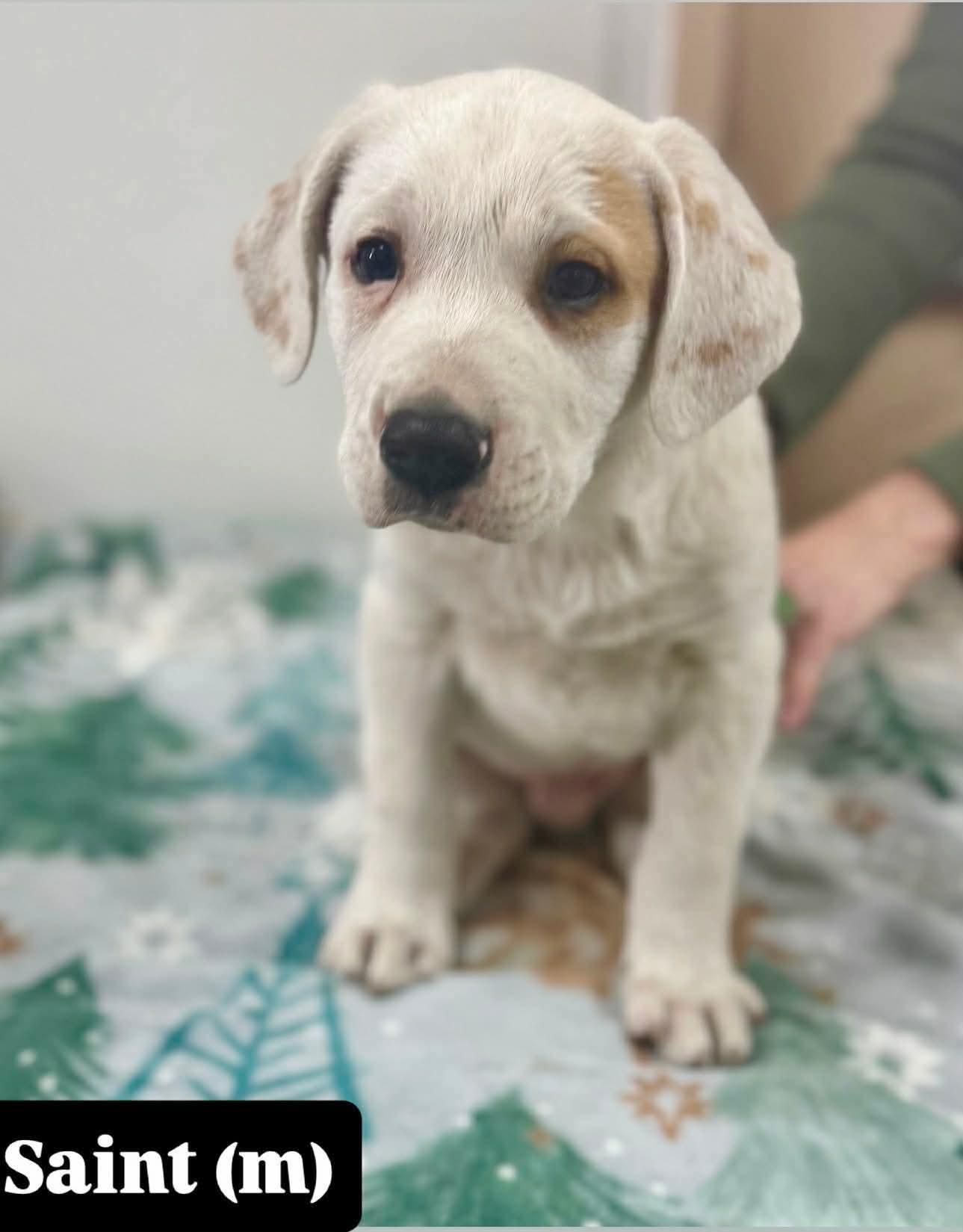 Enlarge Saint, a Adoptable mixed breed in Hillsdale, NY image 1/1