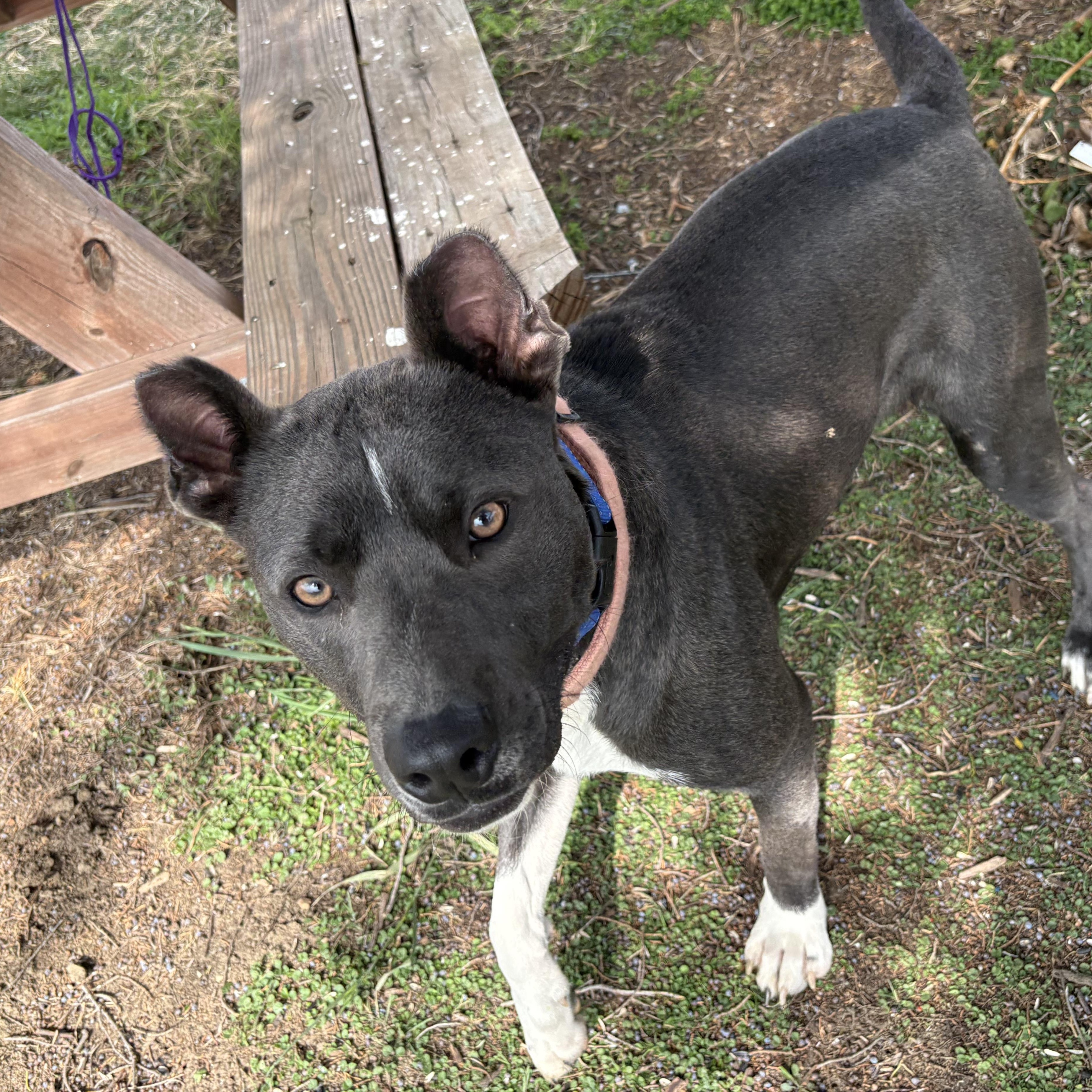 Enlarge Ember, a Adoptable mixed breed in Hinsdale, IL image 5/5