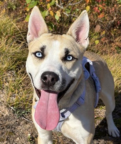 Nala, Adoptable, Young Female Husky & Shepherd.