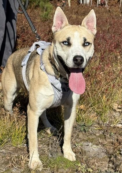 Enlarge Nala, a Adoptable mixed breed in Gwinn, MI image 2/2
