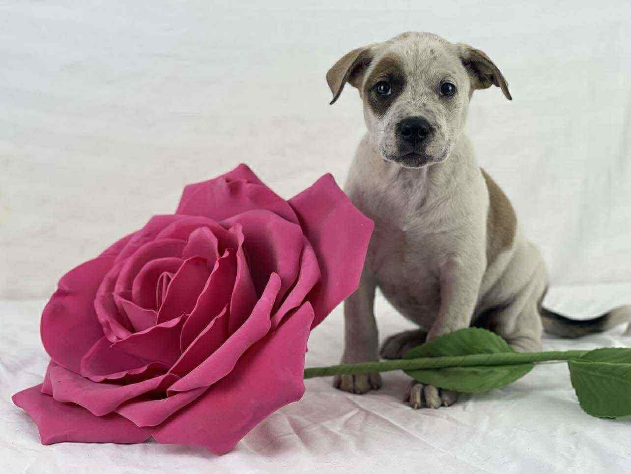 Grace the Mixed Breed!