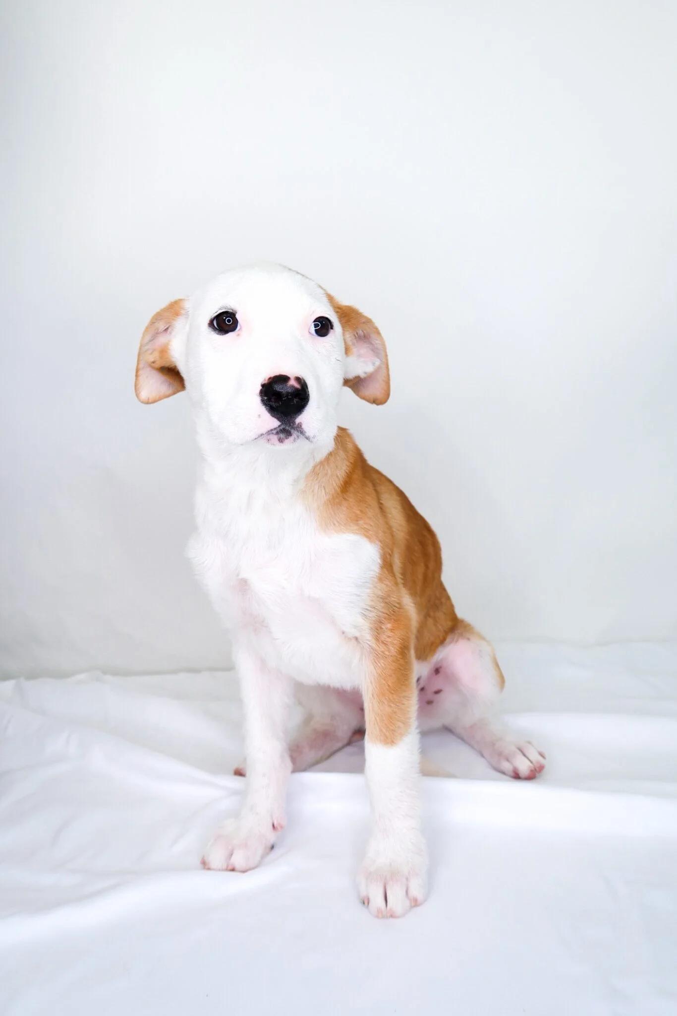 Enlarge Izzie, a Adoptable mixed breed in Bixby, OK image 3/5