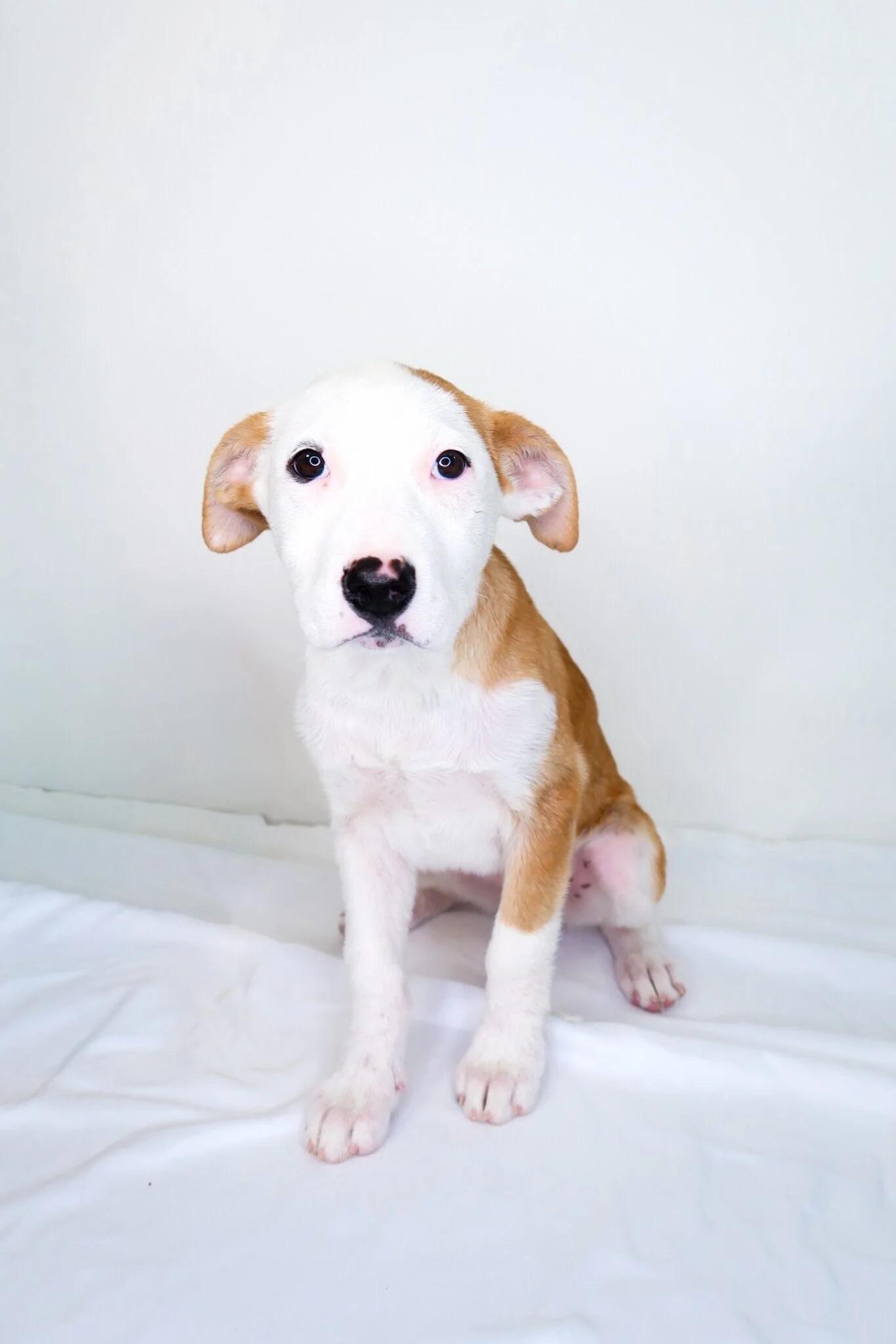 Enlarge Izzie, a Adoptable mixed breed in Bixby, OK image 1/5