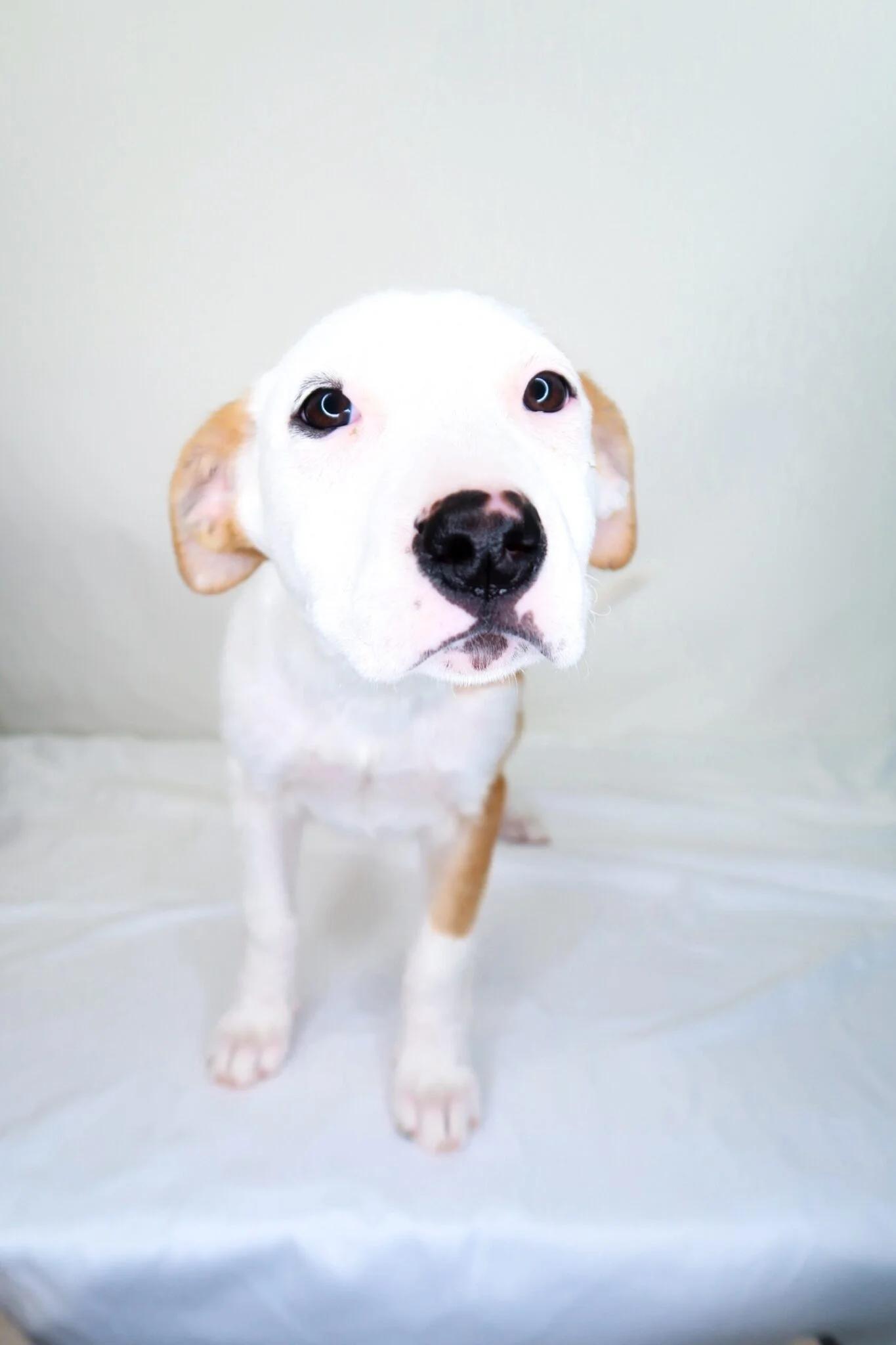 Enlarge Izzie, a Adoptable mixed breed in Bixby, OK image 2/5