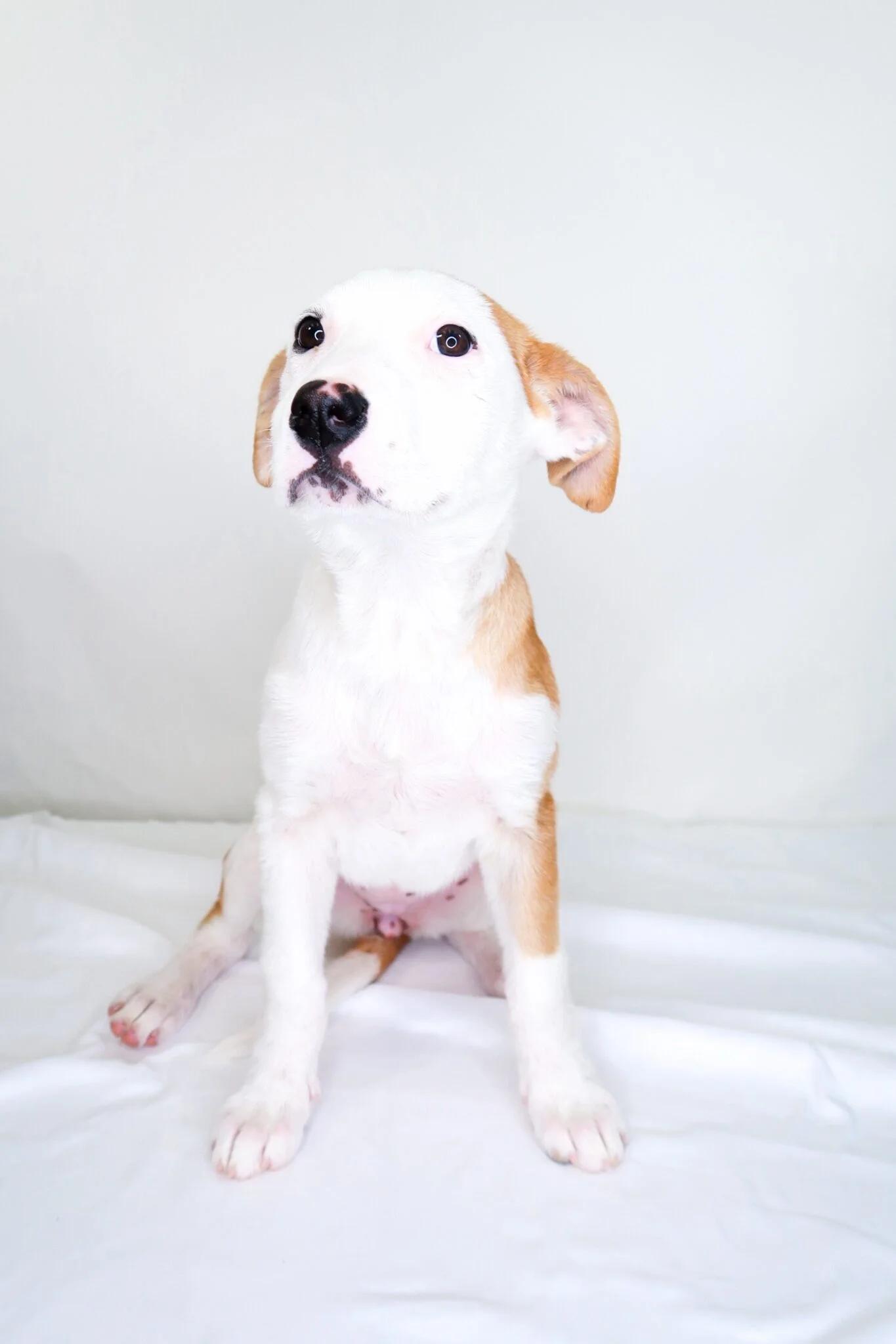 Enlarge Izzie, a Adoptable mixed breed in Bixby, OK image 4/5