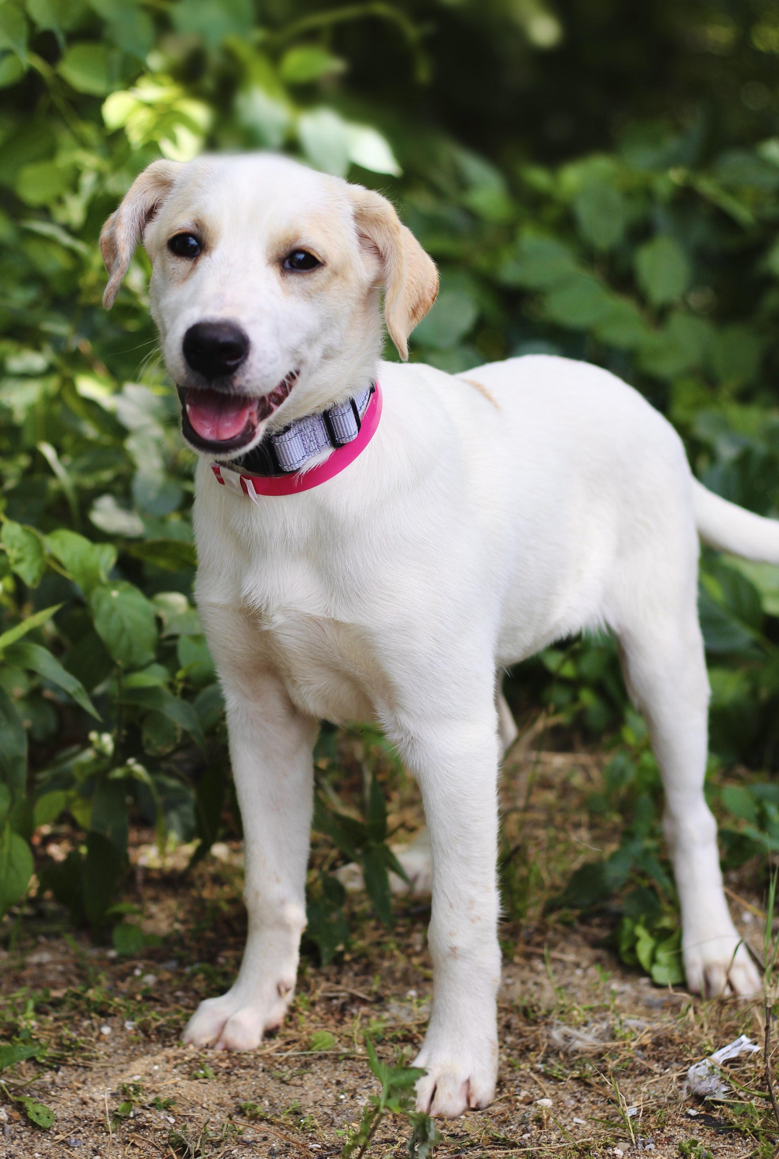 Wilson in NH. Come Meet our Adoptable Dogs Wednesday-Saturday. More info in Bio, an adopted mixed breed in Manchester, NH image 2/3
