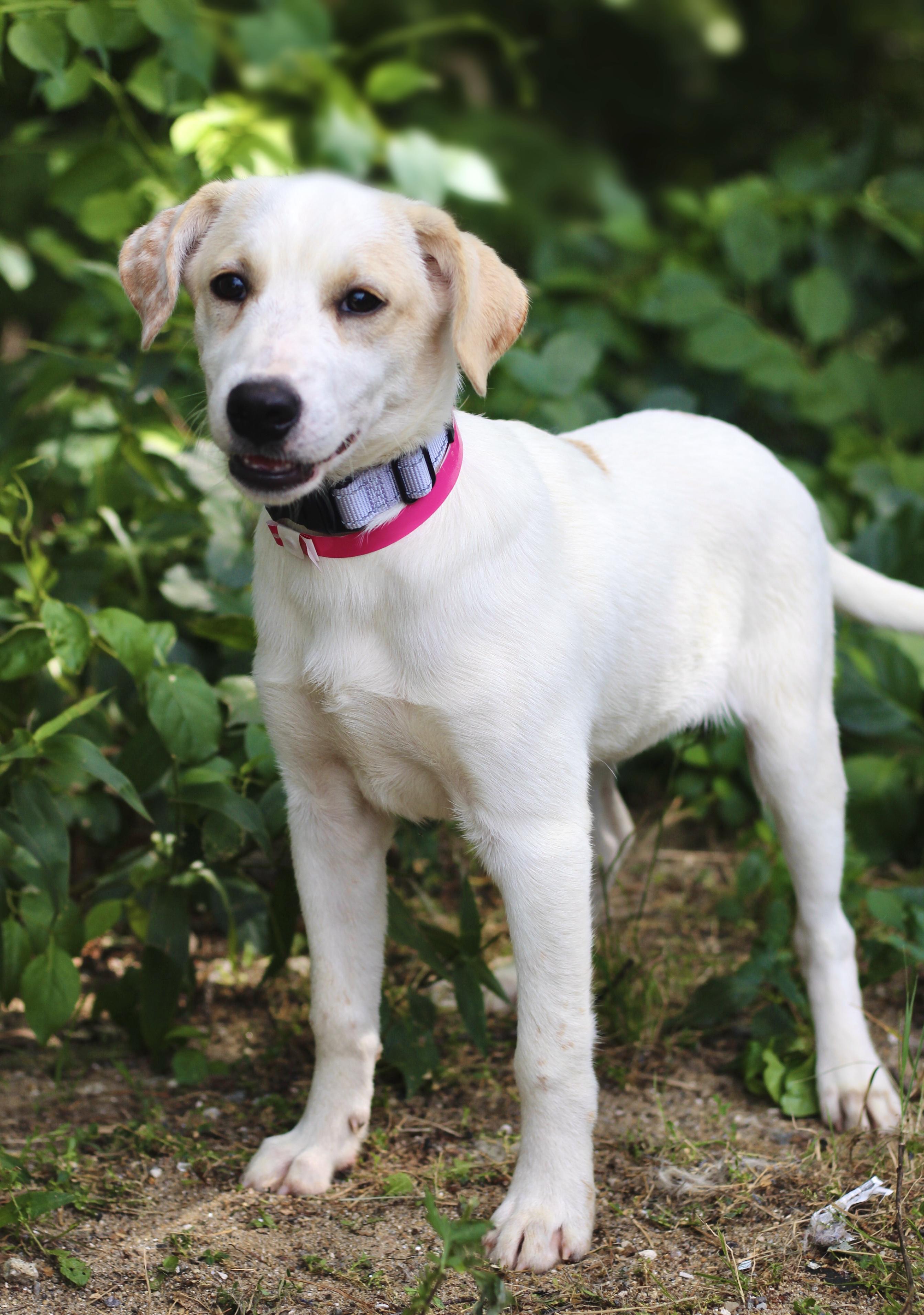 Wilson in NH. Come Meet our Adoptable Dogs Wednesday-Saturday. More info in Bio, an adopted mixed breed in Manchester, NH image 3/3