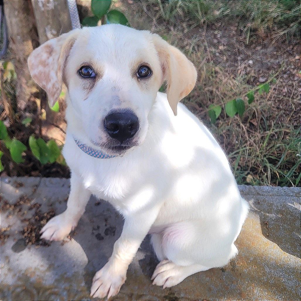 Wilson in NH. Come Meet our Adoptable Dogs Wednesday-Saturday. More info in Bio, adopted, Puppy Male Labrador Retriever.