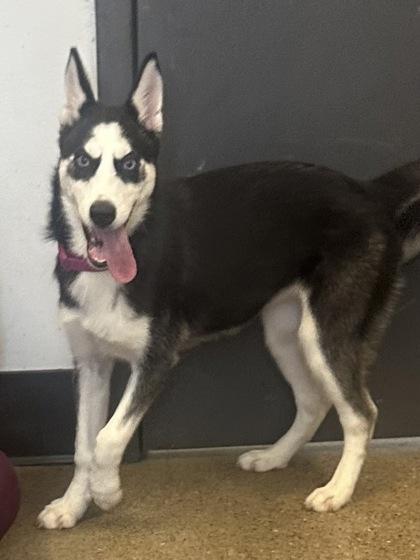 Enlarge Scarlett, an adopted mixed breed in Cleveland, OH image 2/2