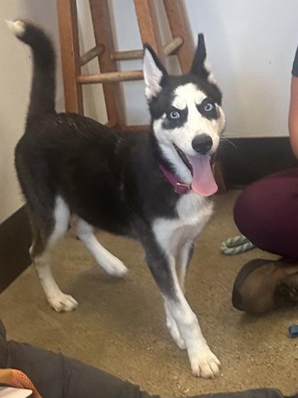 Enlarge Scarlett, an adopted mixed breed in Cleveland, OH image 1/2