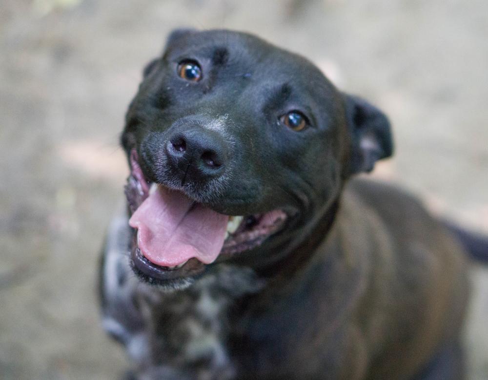 Matilda, a Adopted mixed breed in Reidsville, NC image 1/6