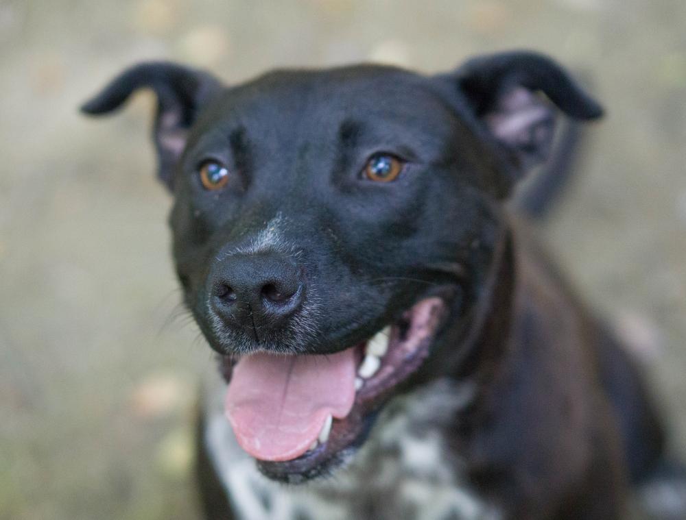 Matilda, a Adopted mixed breed in Reidsville, NC image 2/6