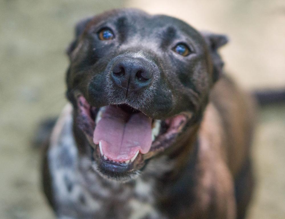 Matilda, a Adopted mixed breed in Reidsville, NC image 3/6