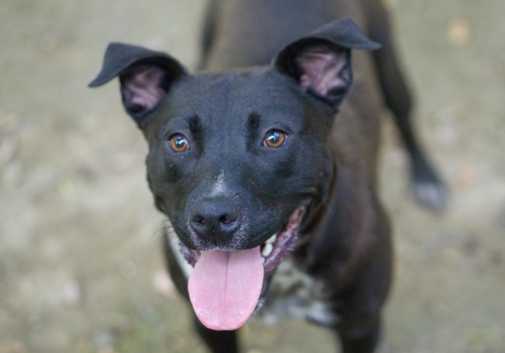 Matilda, a Adopted mixed breed in Reidsville, NC image 4/6
