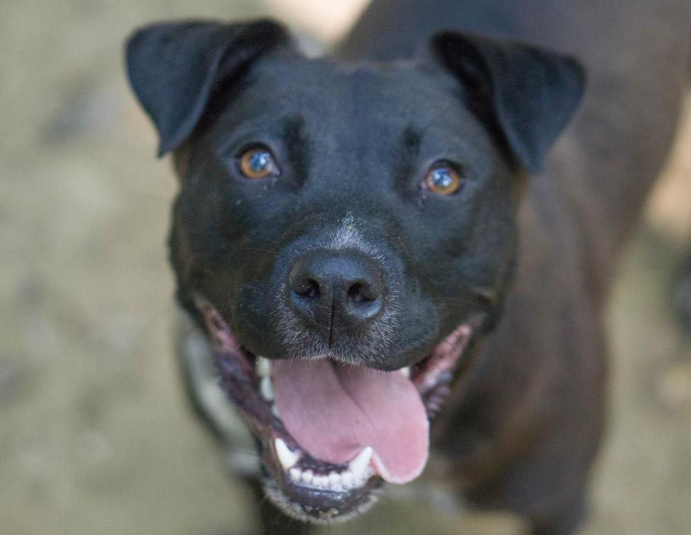 Matilda, a Adopted mixed breed in Reidsville, NC image 5/6