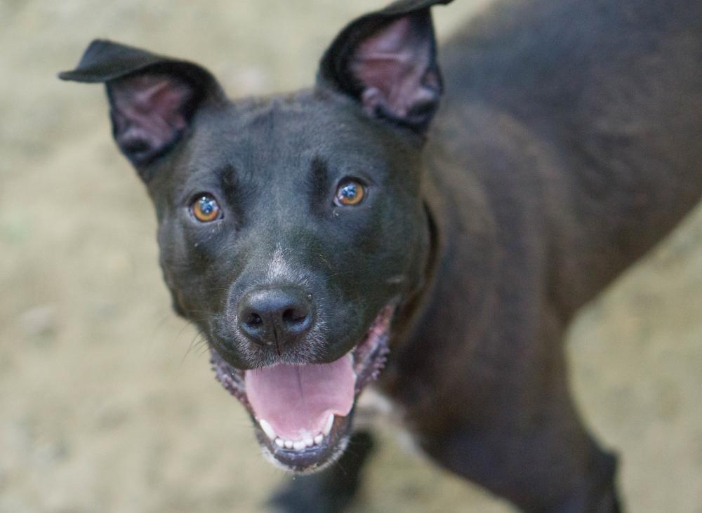 Matilda, Adult Female Cattle Dog