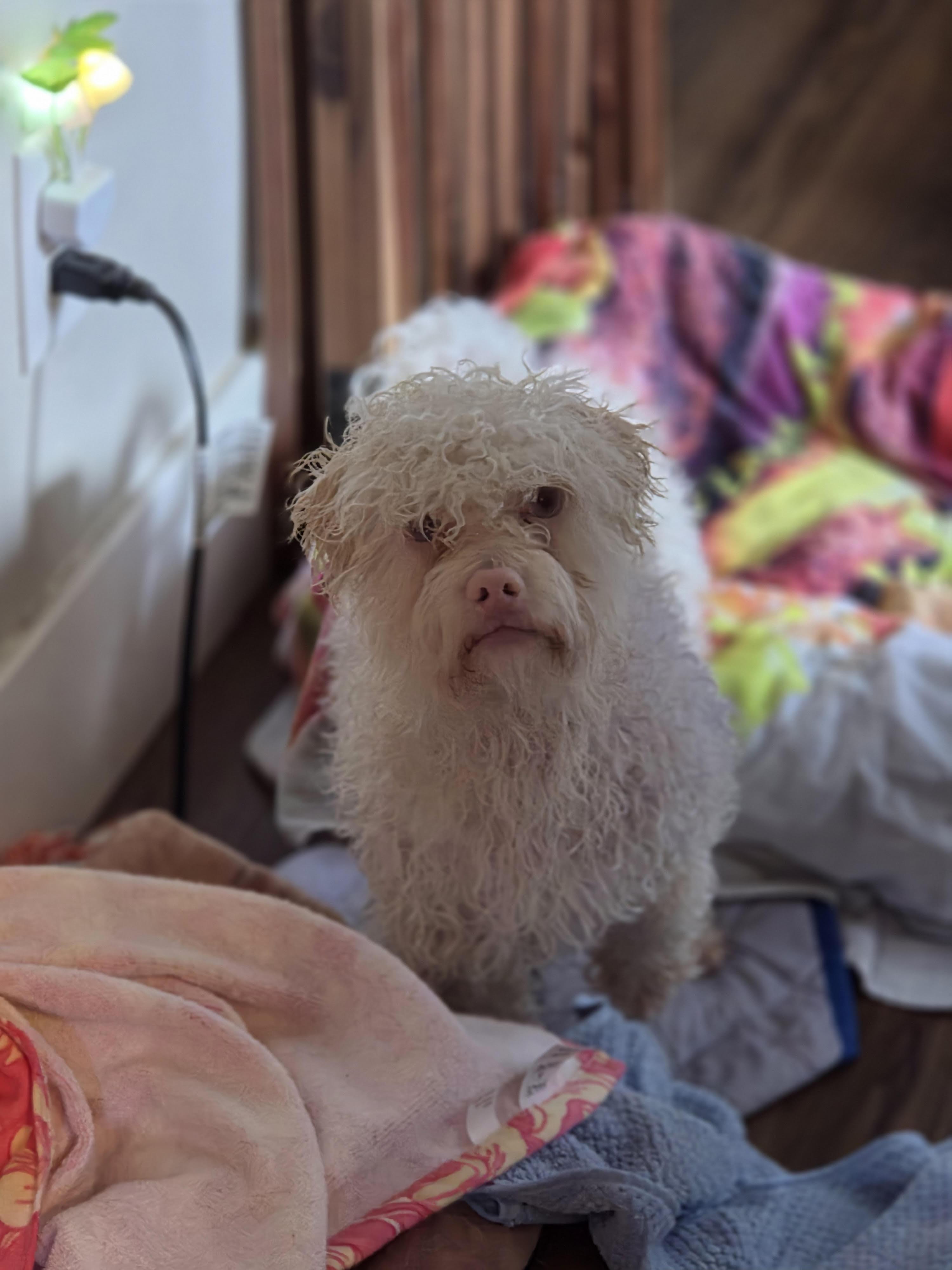 Hyland, a ADOPTABLE Poodle (Toy) in Salt Lake City, UT image 5/6