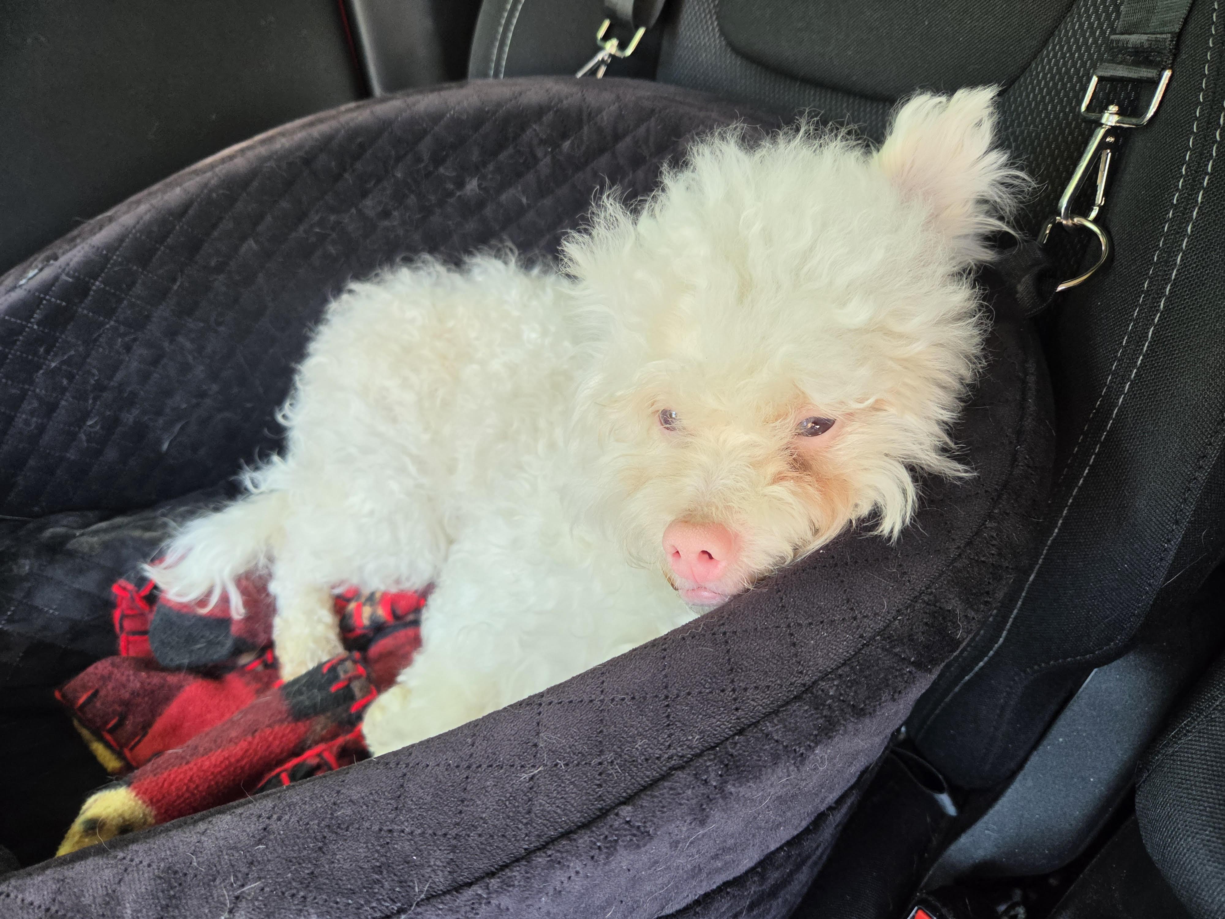 Hyland, a ADOPTABLE Poodle (Toy) in Salt Lake City, UT image 6/6