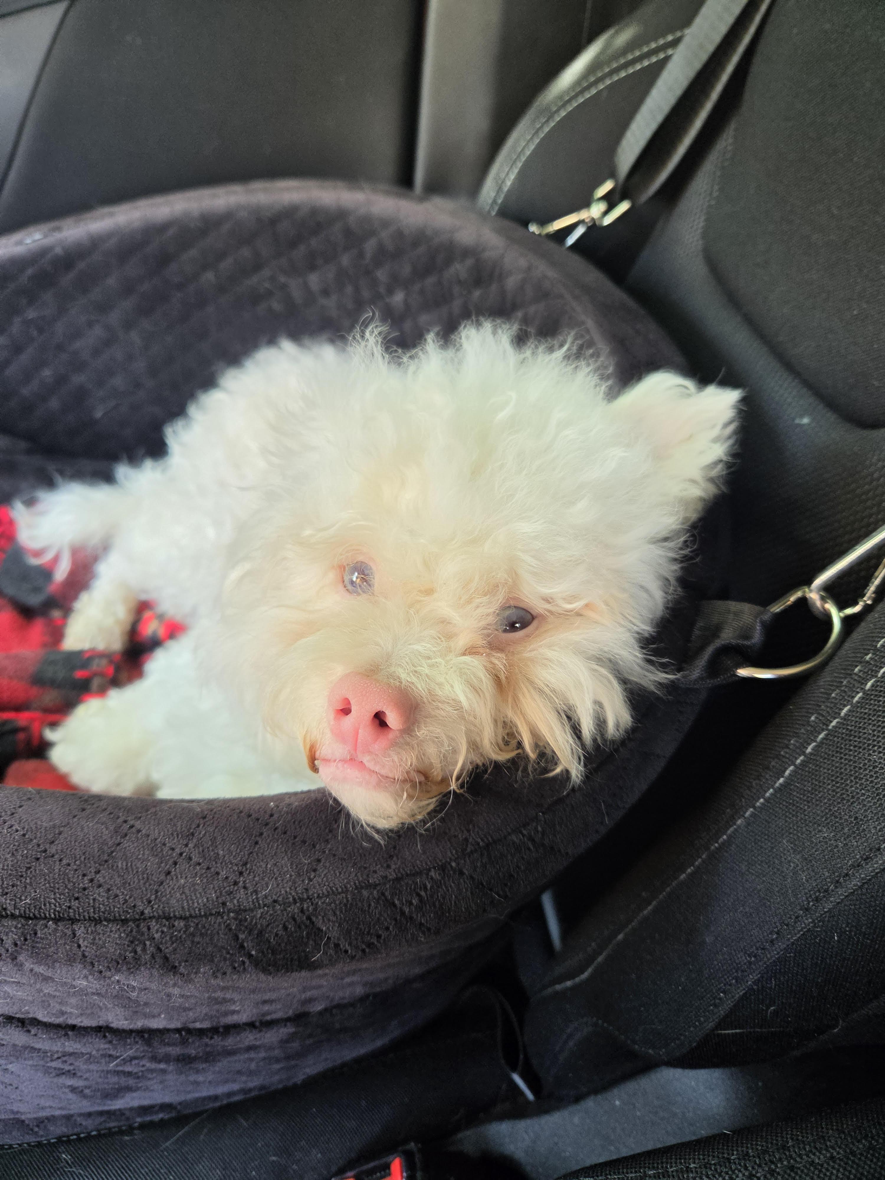 Hyland, a ADOPTABLE Poodle (Toy) in Salt Lake City, UT image 3/6