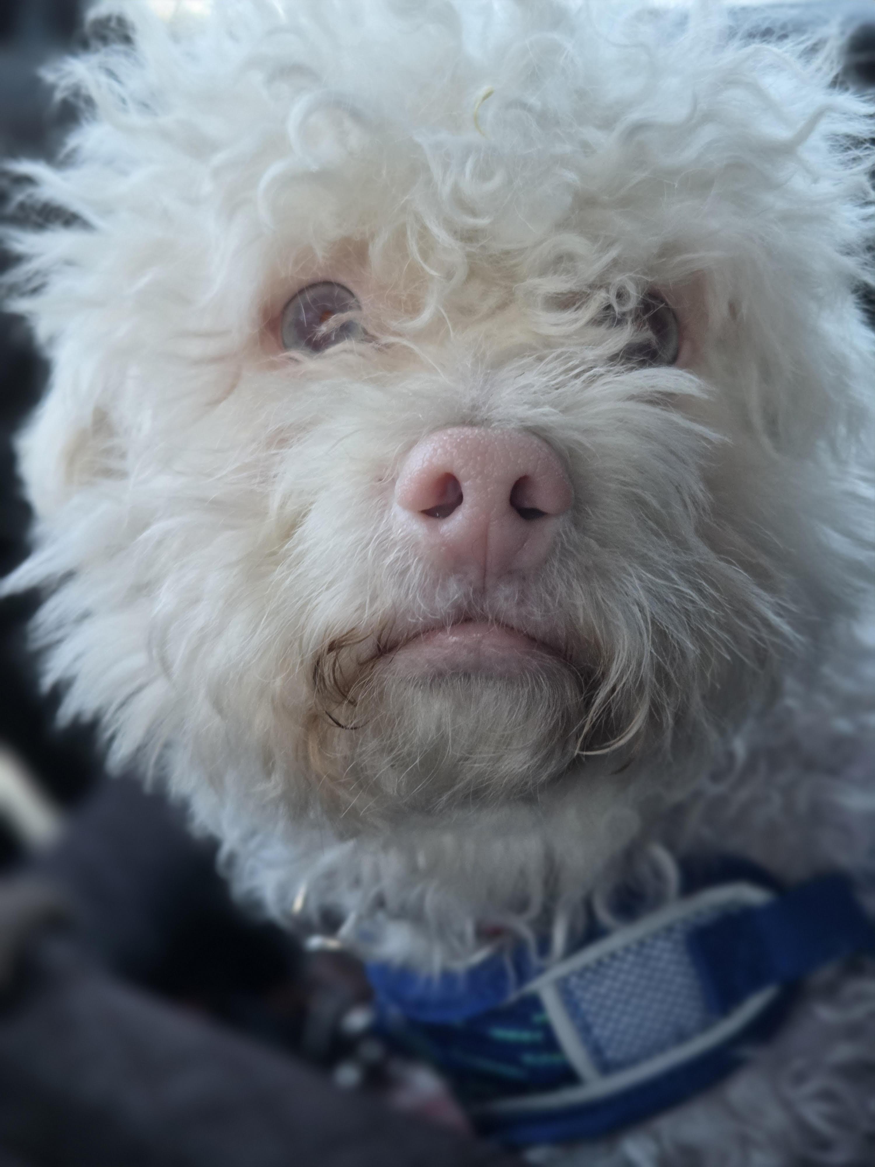 Hyland, a ADOPTABLE Poodle (Toy) in Salt Lake City, UT image 2/6