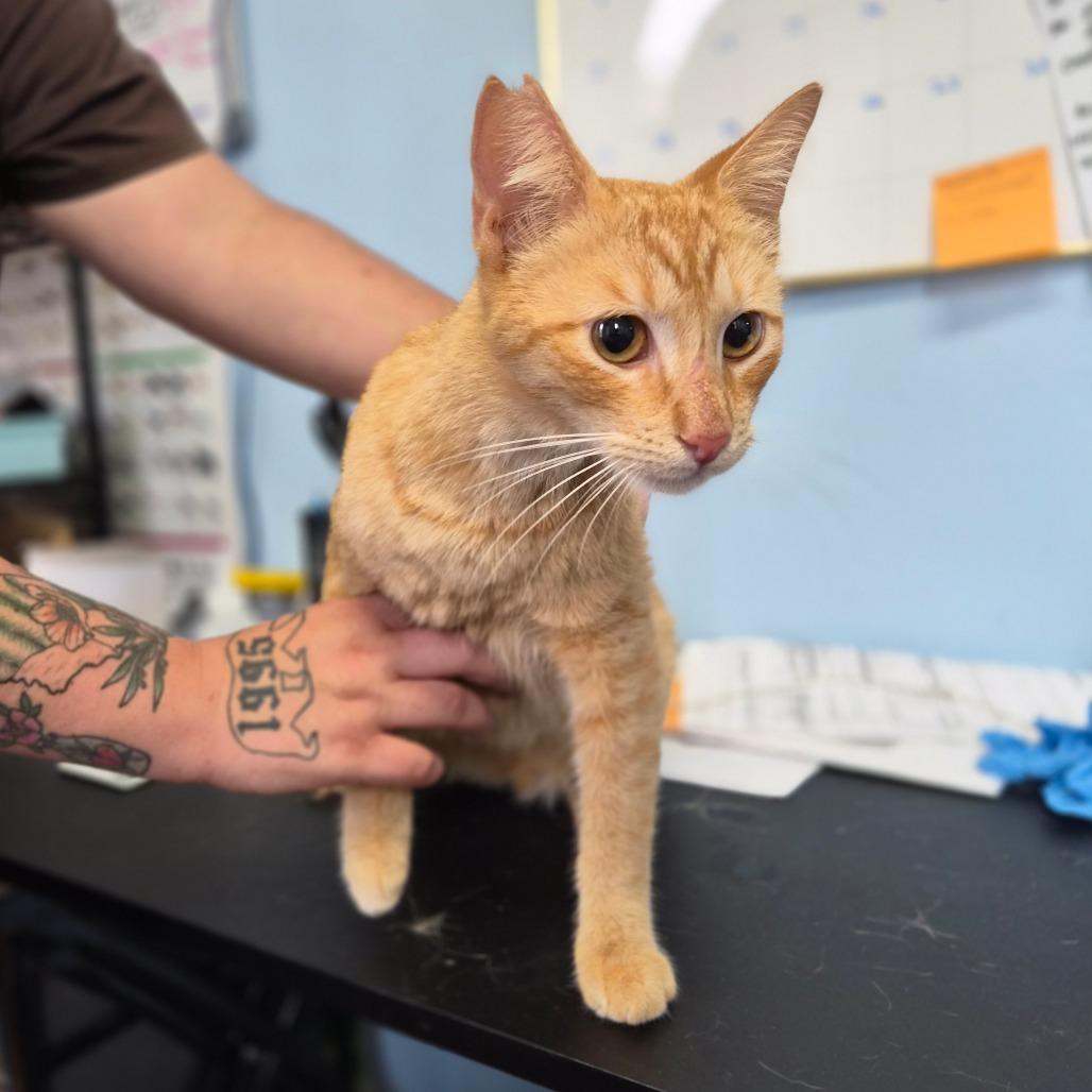 Bisquik, a Adoptable Domestic Short Hair in Wahiawa, HI image 1/2