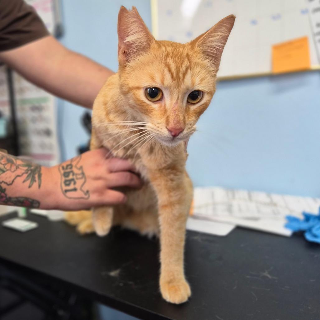 Bisquik, a Adoptable Domestic Short Hair in Wahiawa, HI image 2/2