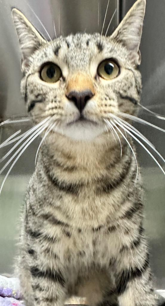 Enlarge Donald, a Adoptable mixed breed in Hillsdale, IN image 1/1