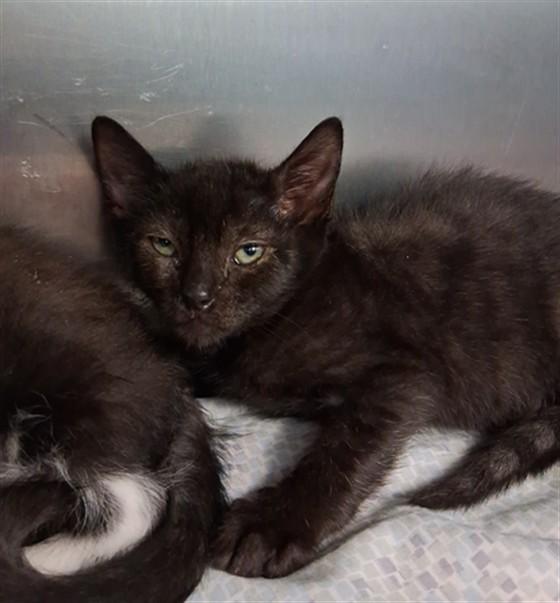 Enlarge DUMP TRUCK, a Adoptable Domestic Short Hair in Fort Walton Beach, FL image 1/1
