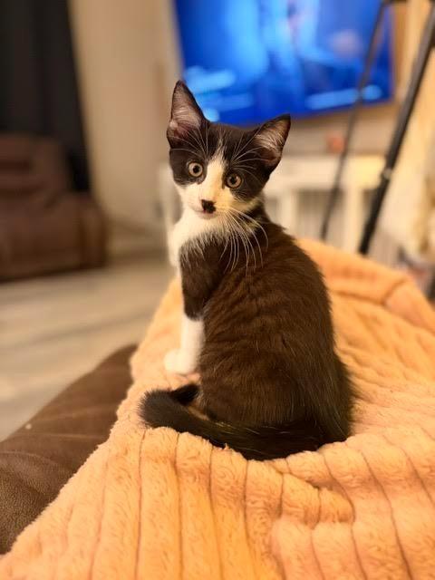 Draculaura, Adoptable, Kitten Female Domestic Short Hair.