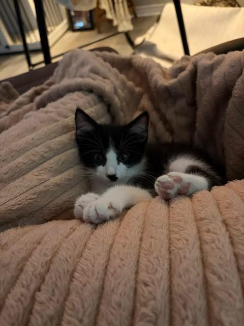 Enlarge Draculaura, a Adoptable mixed breed in New Braunfels, TX image 2/3