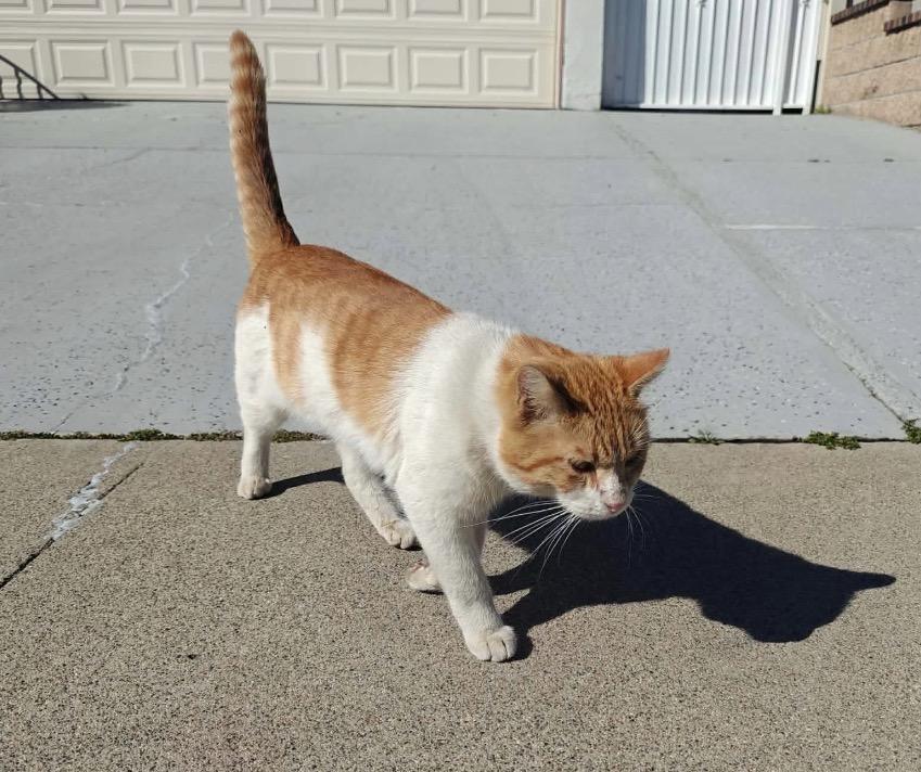 Enlarge Andy, an adopted Domestic Short Hair in Huntington Beach, CA image 3/4