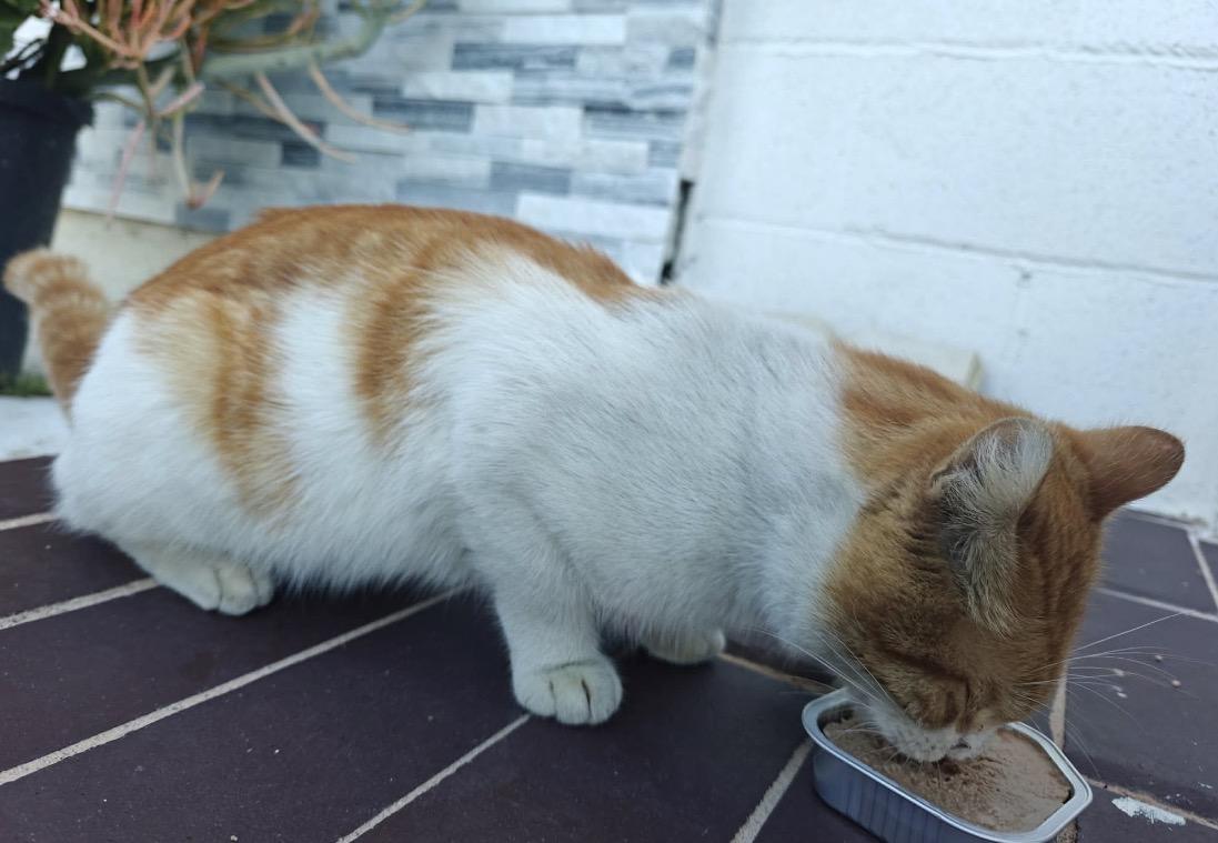 Enlarge Andy, an adopted Domestic Short Hair in Huntington Beach, CA image 4/4