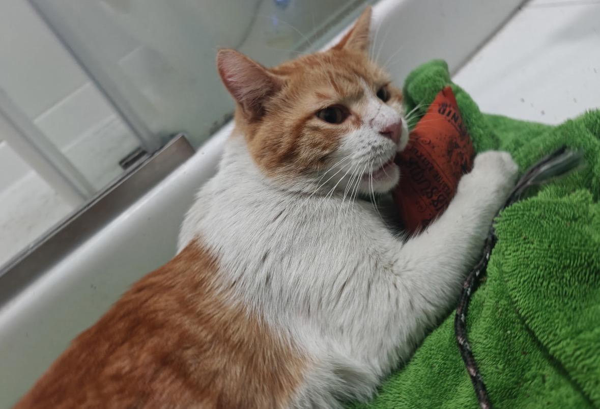 Enlarge Andy, an adopted Domestic Short Hair in Huntington Beach, CA image 2/4