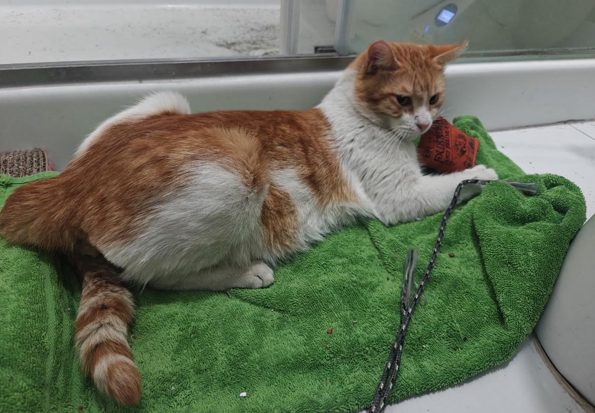 Enlarge Andy, an adopted Domestic Short Hair in Huntington Beach, CA image 1/4